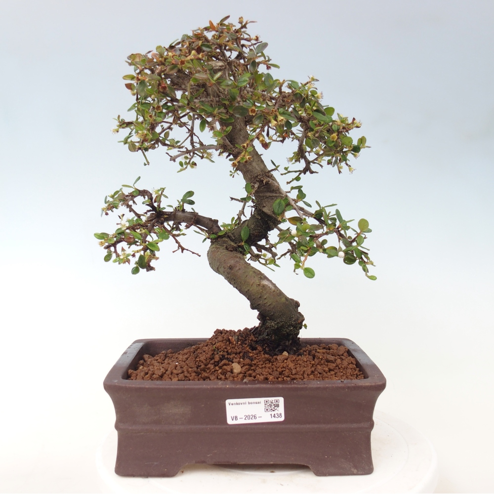 Buitenbonsai-Cotoneaster dammeri - Damer's Rock