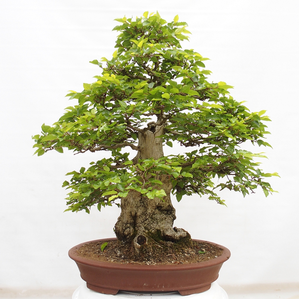 Bonsai voor buiten -Carpinus CARPINOIDES - Koreaanse haagbeuk