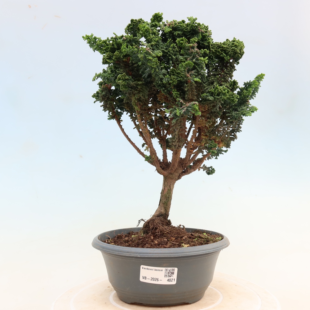 Bonsai voor buiten - Cham. obtusa SEKKA HINOKI - Cipres