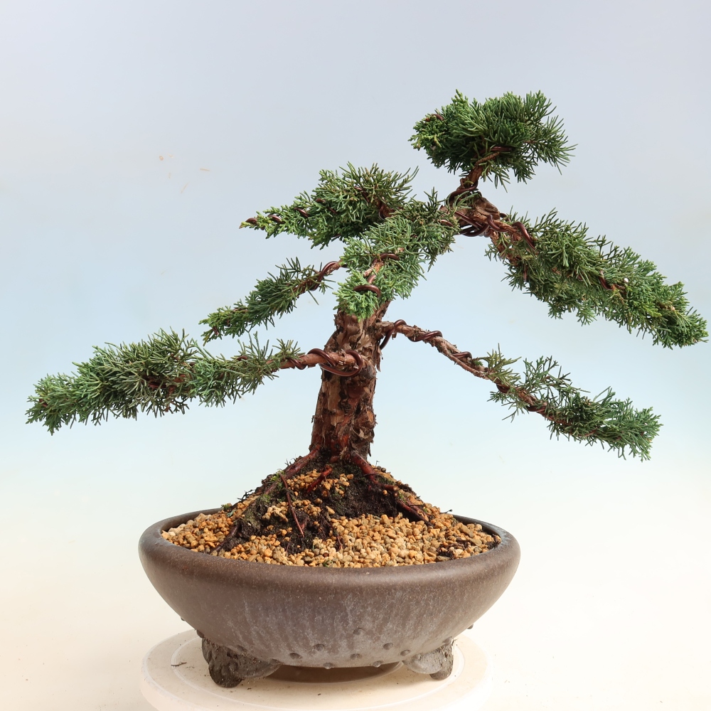 Bonsai voor buiten - Juniperus chinensis Kishu