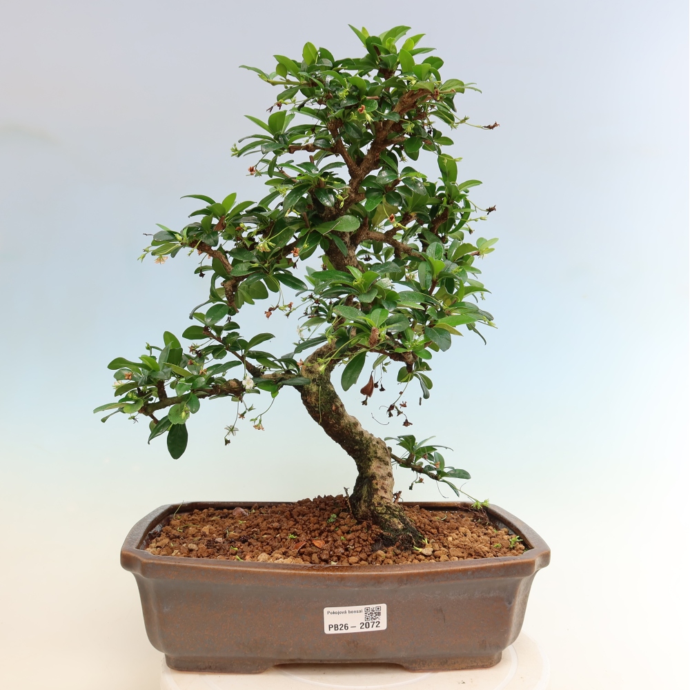 Kamerbonsai - Carmona macrophylla - Thee fuki