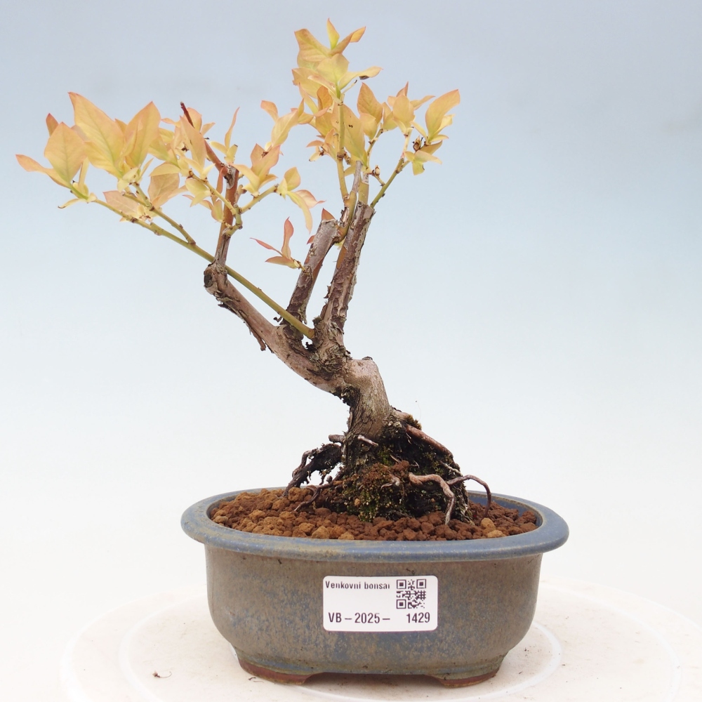 Bonsai voor buiten - Canadese bosbes - Vaccinium corymbosum
