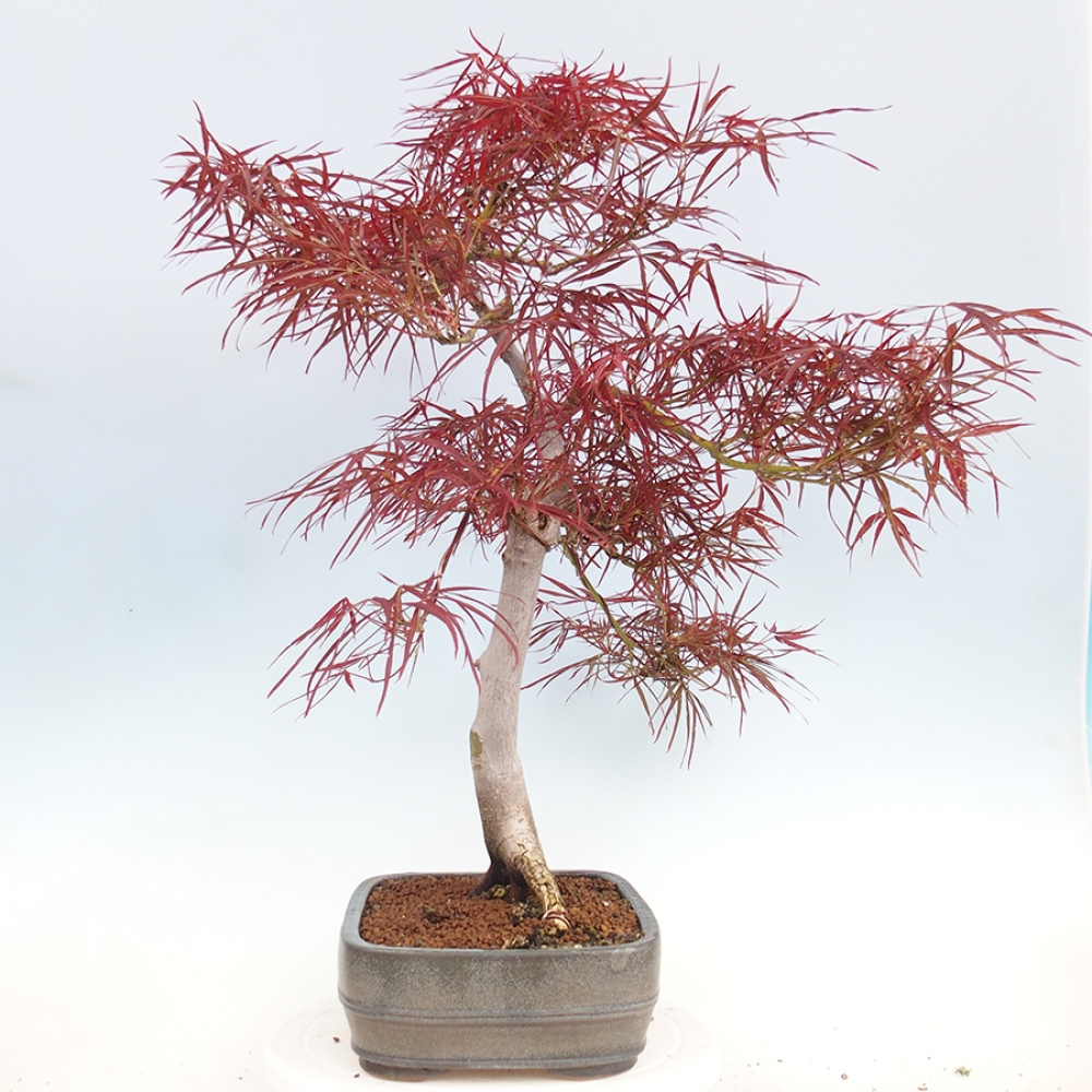 Bonsai voor buiten - Acer palmatum RED PYGMY