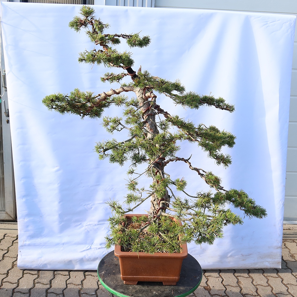 Pinus sylvestris Spanje - grove den
