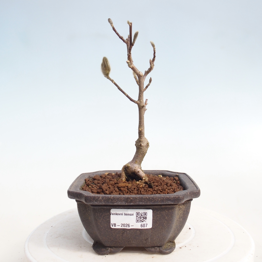 Bonsai voor buiten - Magnolia stellata