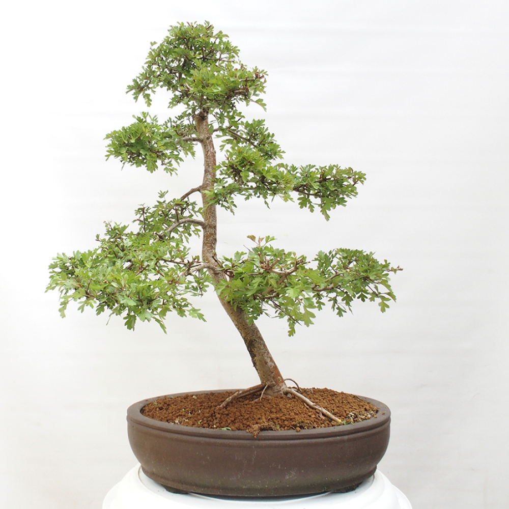 Bonsai voor buiten - Meidoorn - Crataegus monogyna