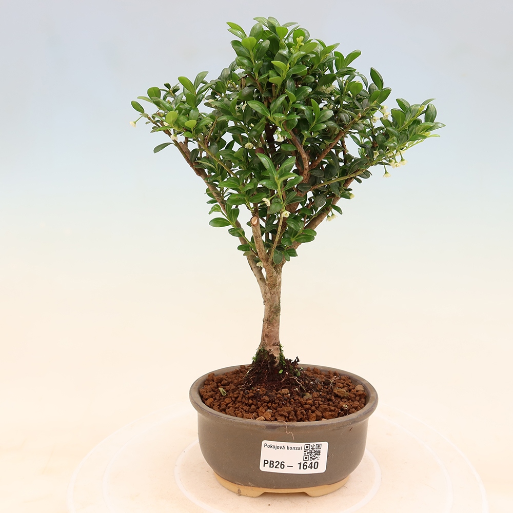 Kamerbonsai - Ilex crenata - Hulst
