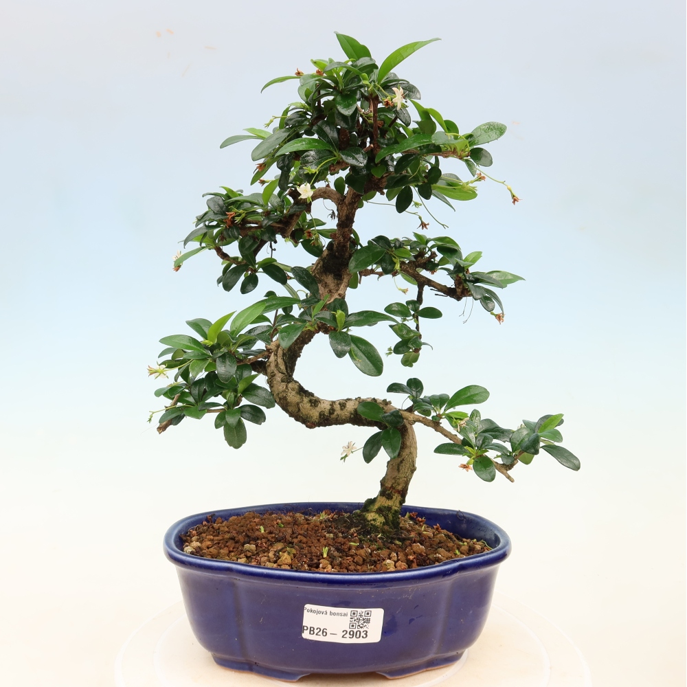 Kamerbonsai - Carmona macrophylla - Thee fuki