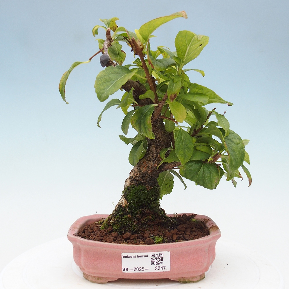 Bonsai voor buiten - Celastrus orbiculatus
