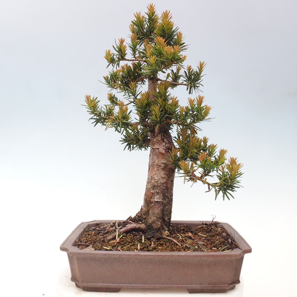 Bonsai voor buiten - Taxus cuspidata - Japanse Taxus