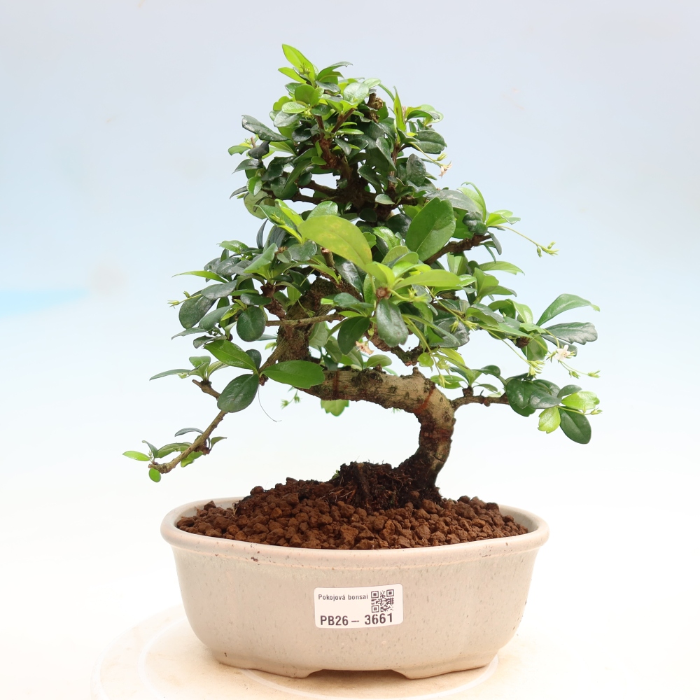 Kamerbonsai - Carmona macrophylla - Thee fuki