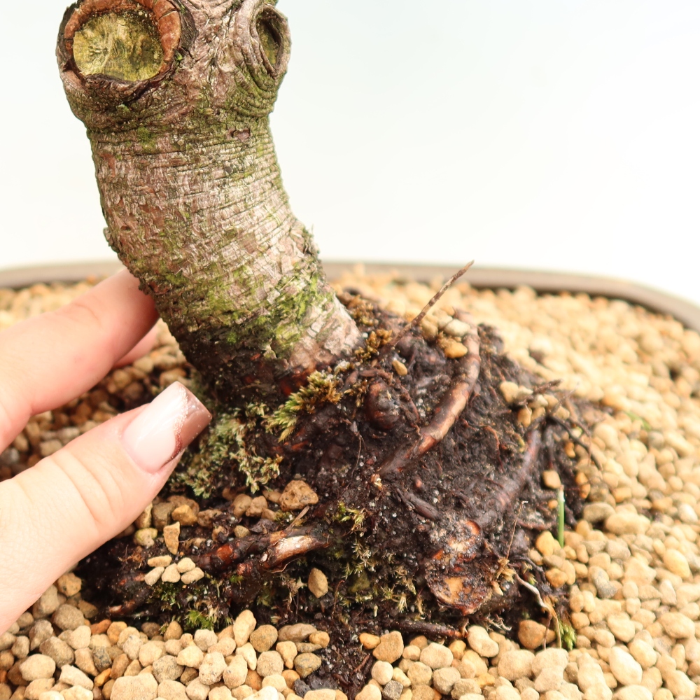 Bonsai voor buiten - Pinus mugo Humpy  - Bergden