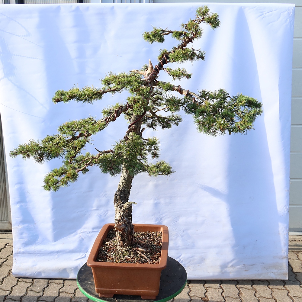 Pinus sylvestris Spanje - grove den