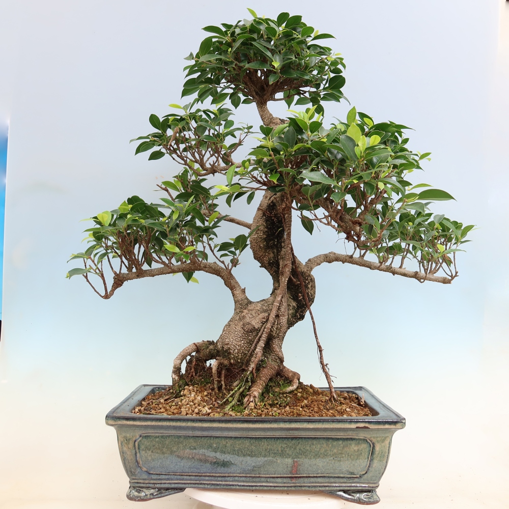 Kamerbonsai - Ficus kimmen - kleinbladige ficus