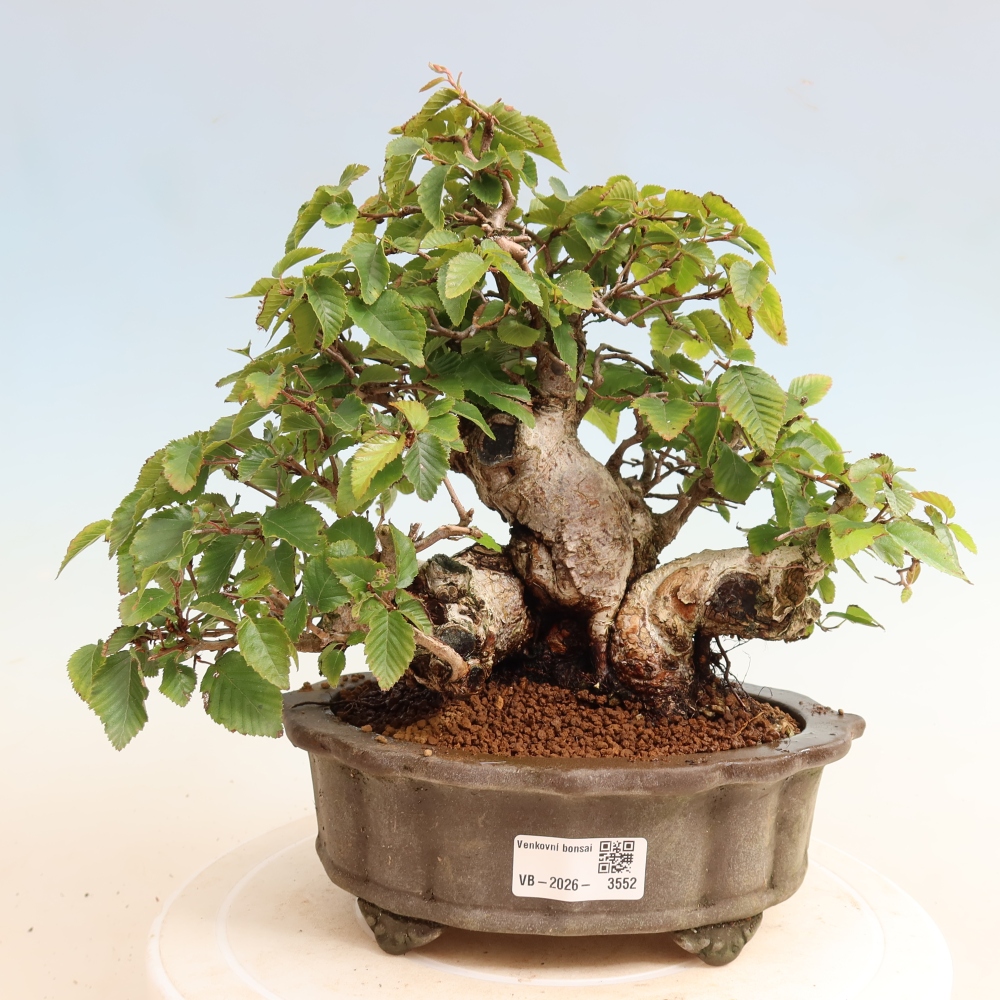 Bonsai voor buiten -Carpinus CARPINOIDES - Koreaanse haagbeuk