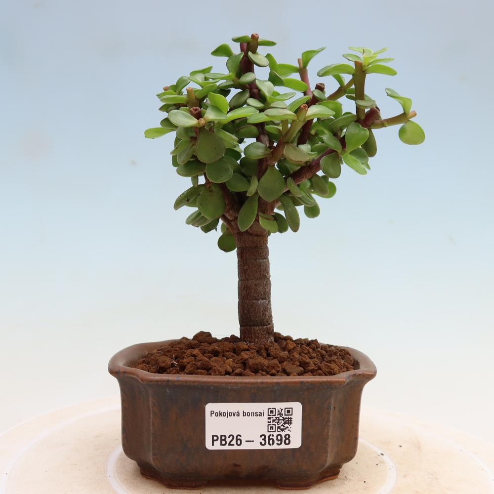 Kamerbonsai - Portulakaria Afra - Tlustice