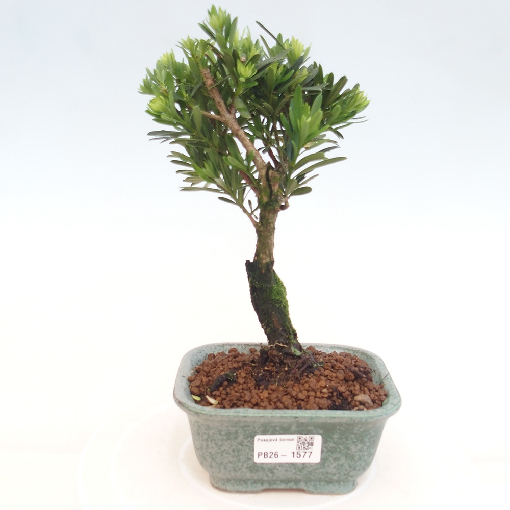 Kamerbonsai - Podocarpus - Taxus
