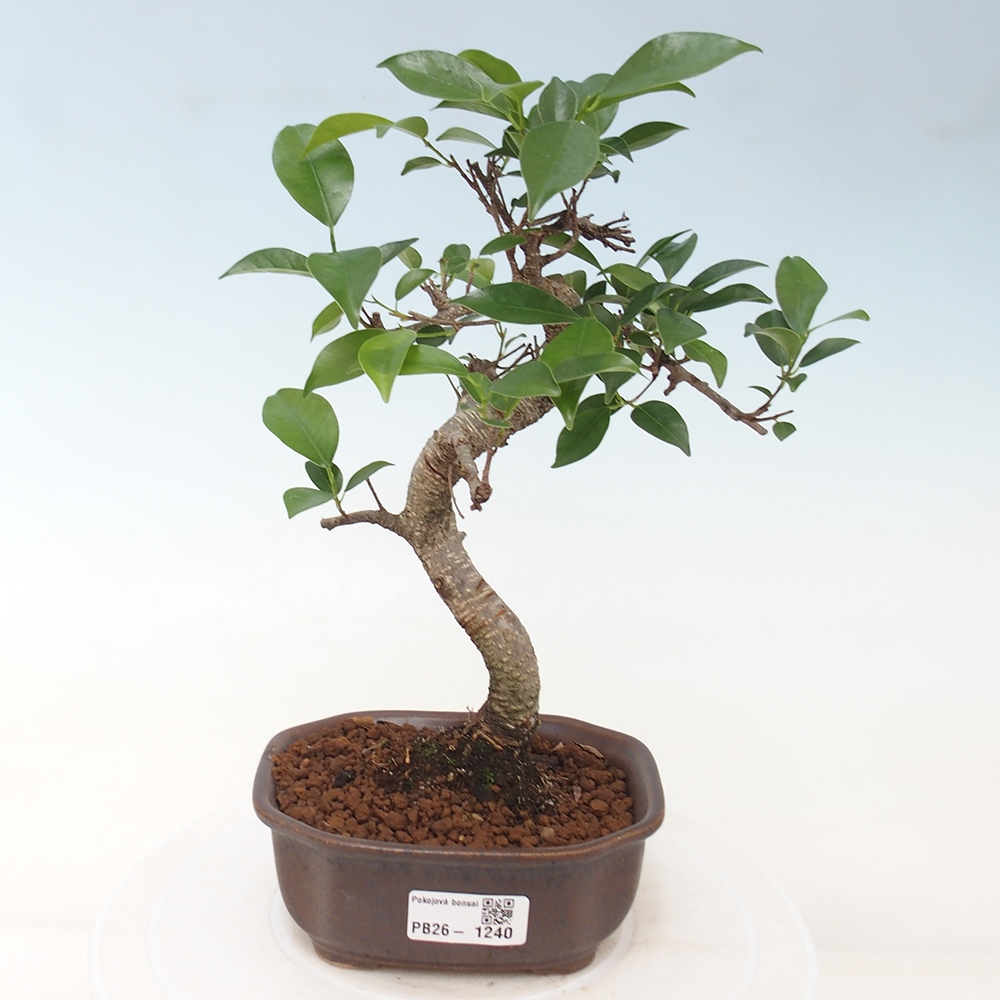 Kamerbonsai - Ficus retusa - kleinbladige ficus