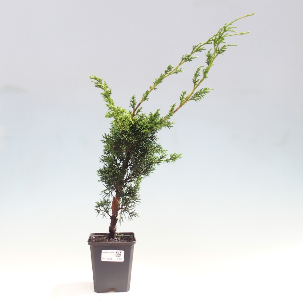 Bonsai voor buiten - Juniperus chinensis Kishu