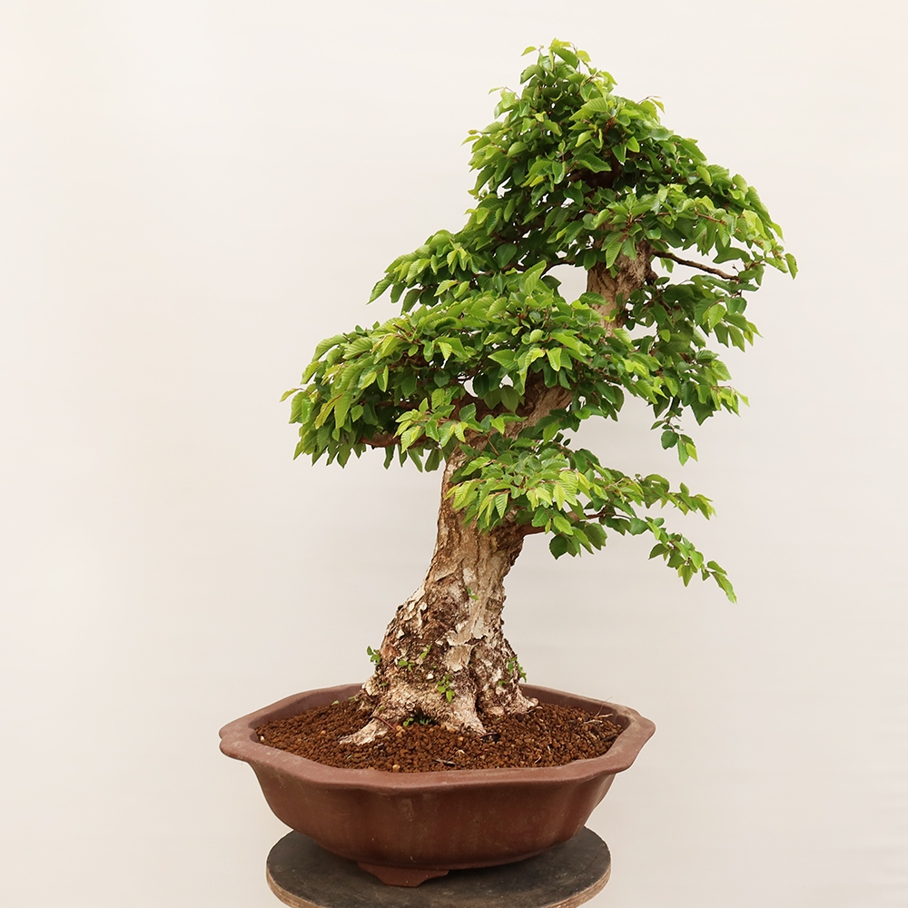 Bonsai voor buiten -Carpinus Coreana - Koreaanse haagbeuk
