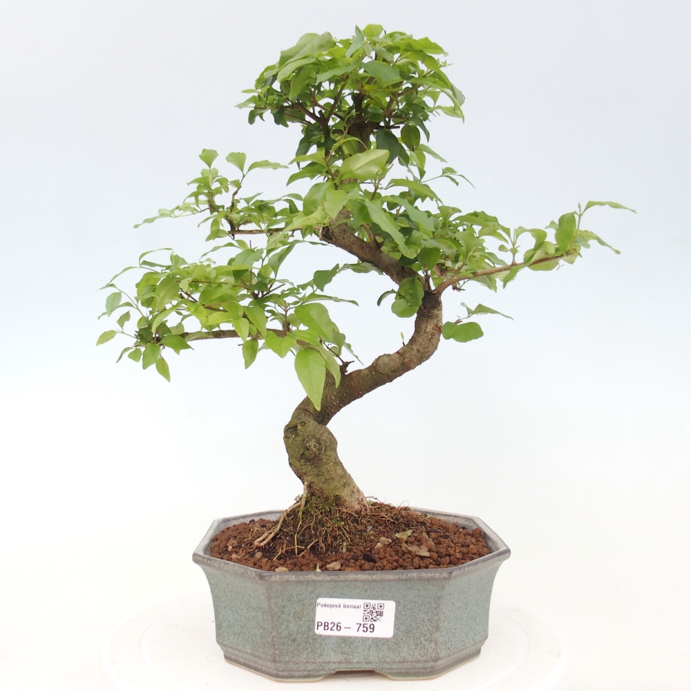 Kamerbonsai -Ligustrum chinensis - Vogelsnavel