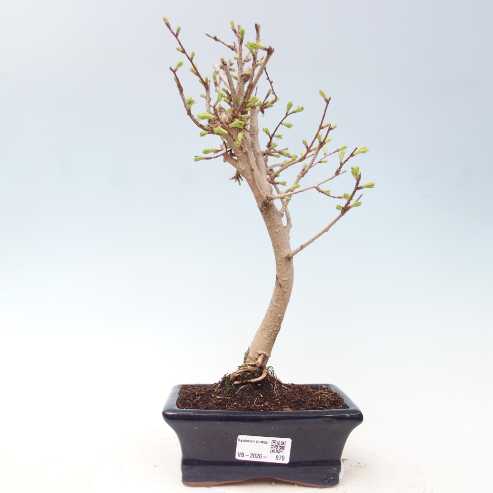 Bonsai voor buiten -Pseudolarix amabis-Pseudolarix amabis