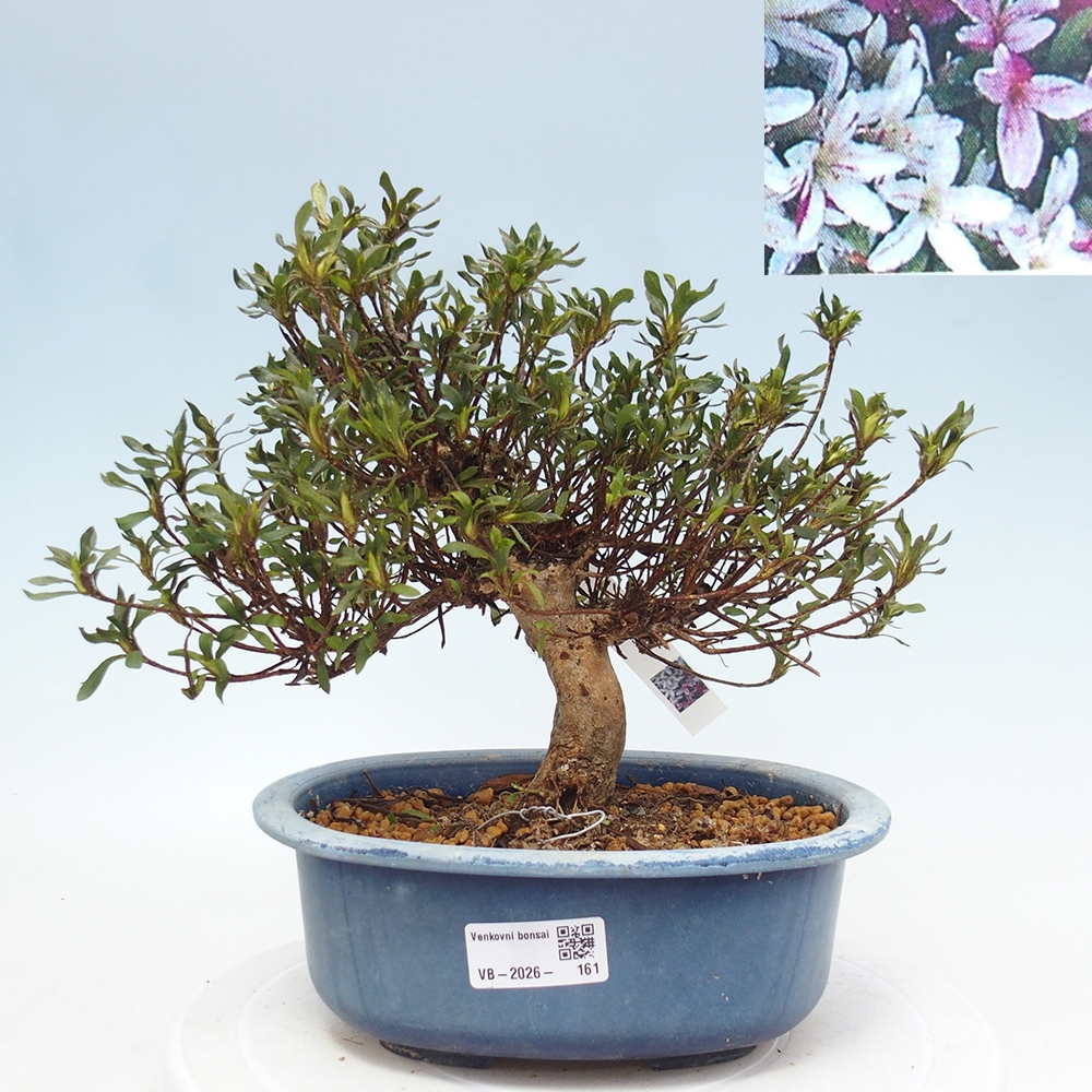 Bonsai voor buiten - Japanse Azalea - Azalea Ryusen
