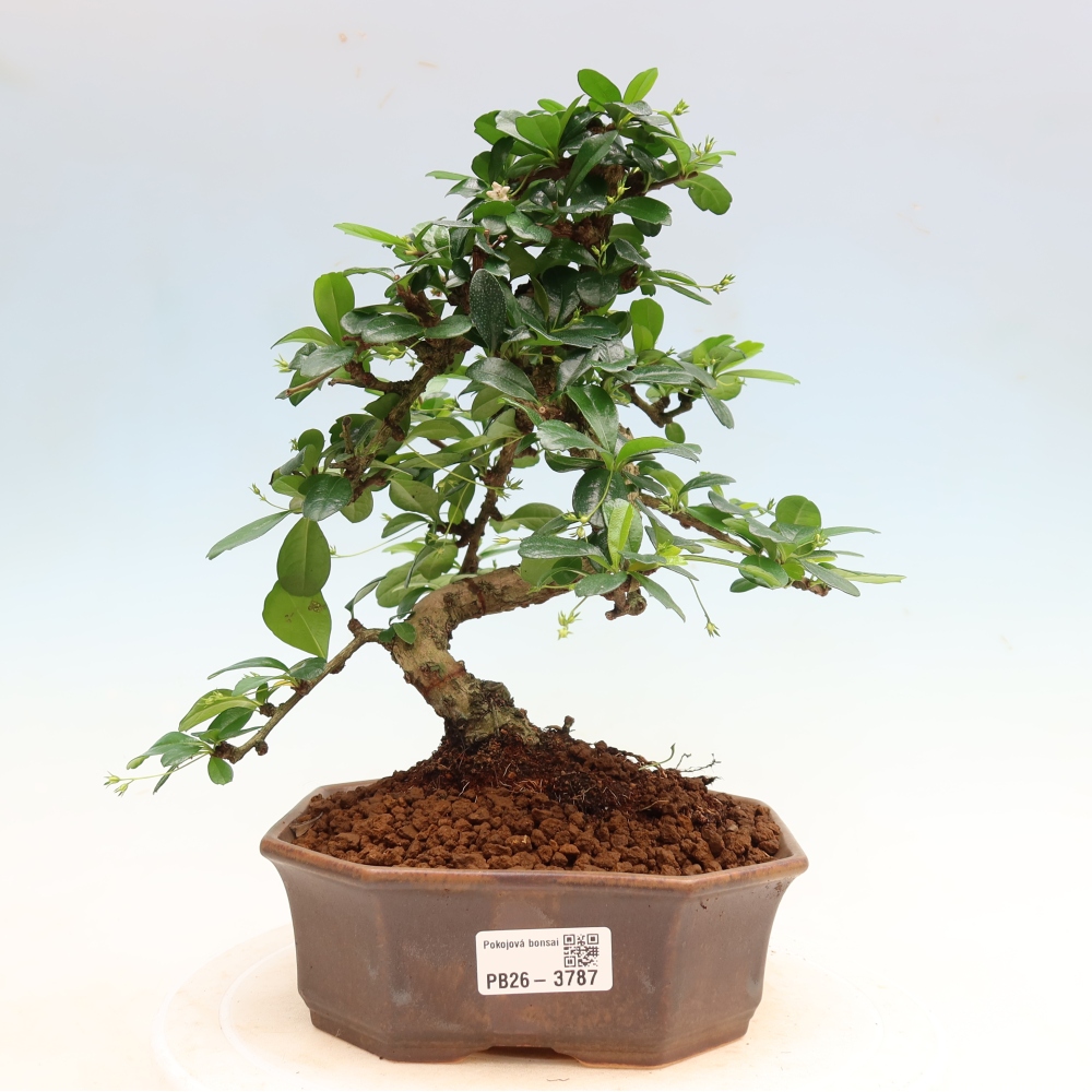 Kamerbonsai - Carmona macrophylla - Thee fuki