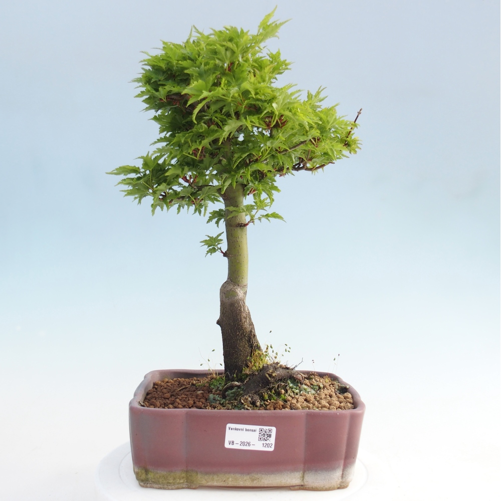 Bonsai voor buiten -Javor palm Acer palmatum Shishigashira