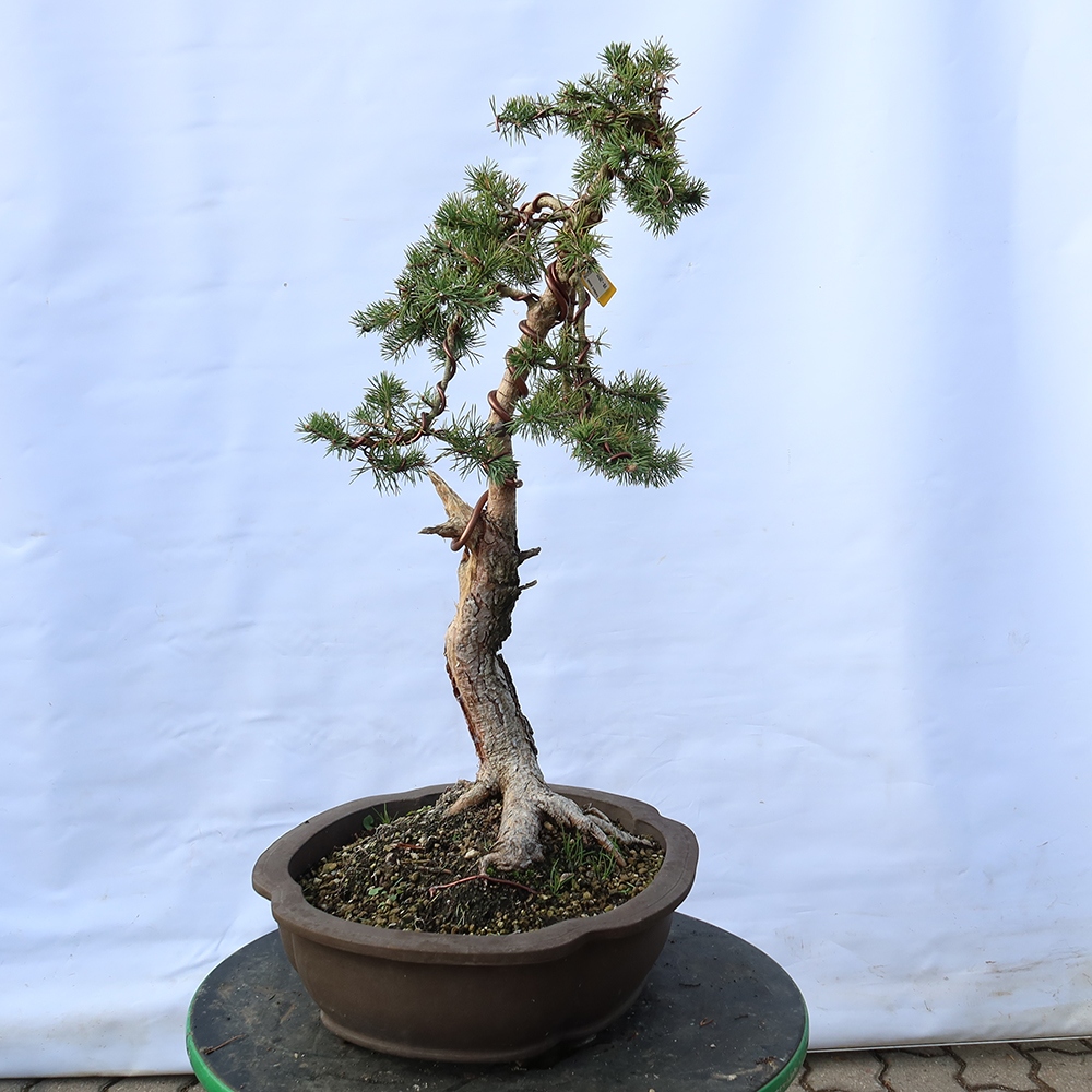Pinus sylvestris Spanje - grove den