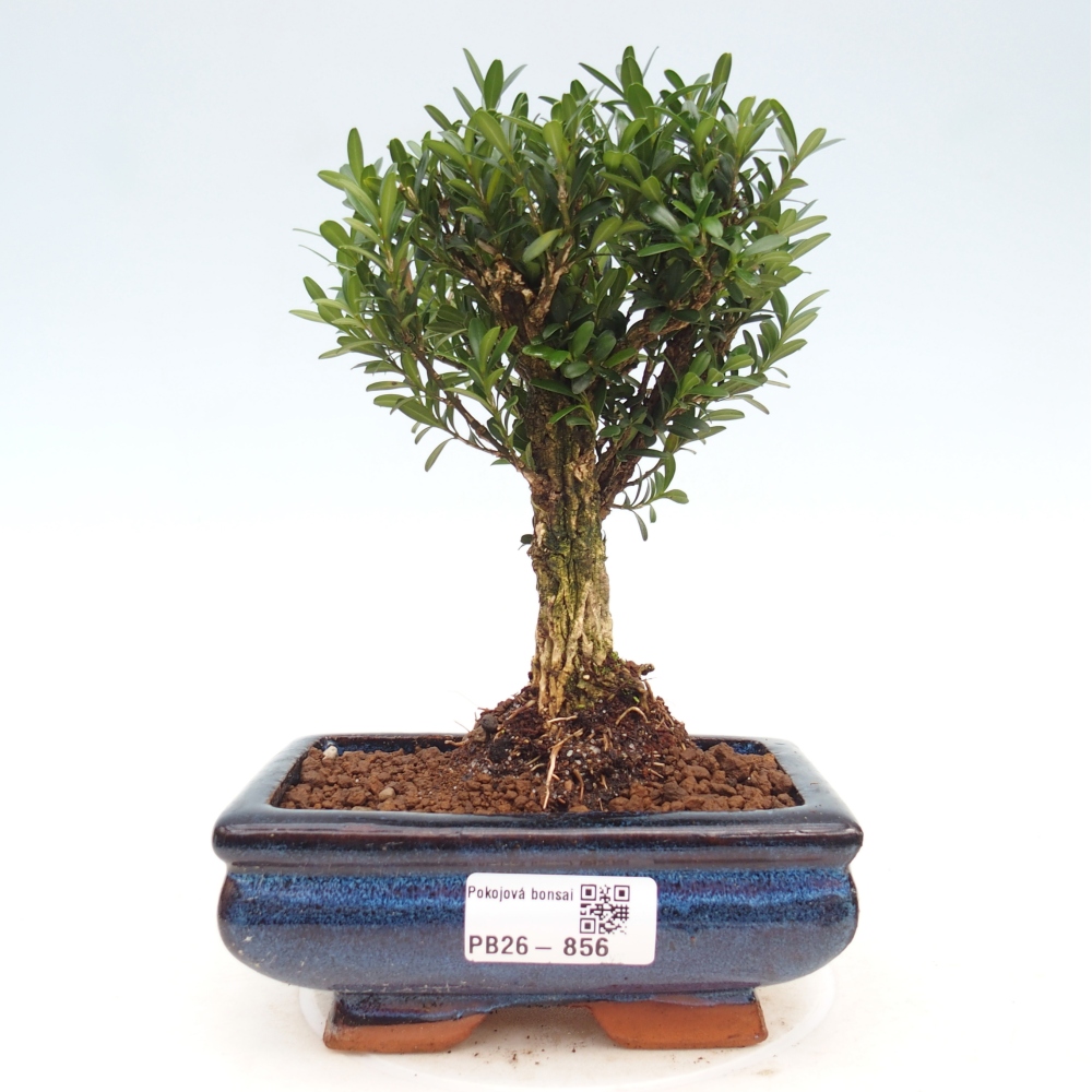 Kamerbonsai - Buxus harlandii - kurk buxus
