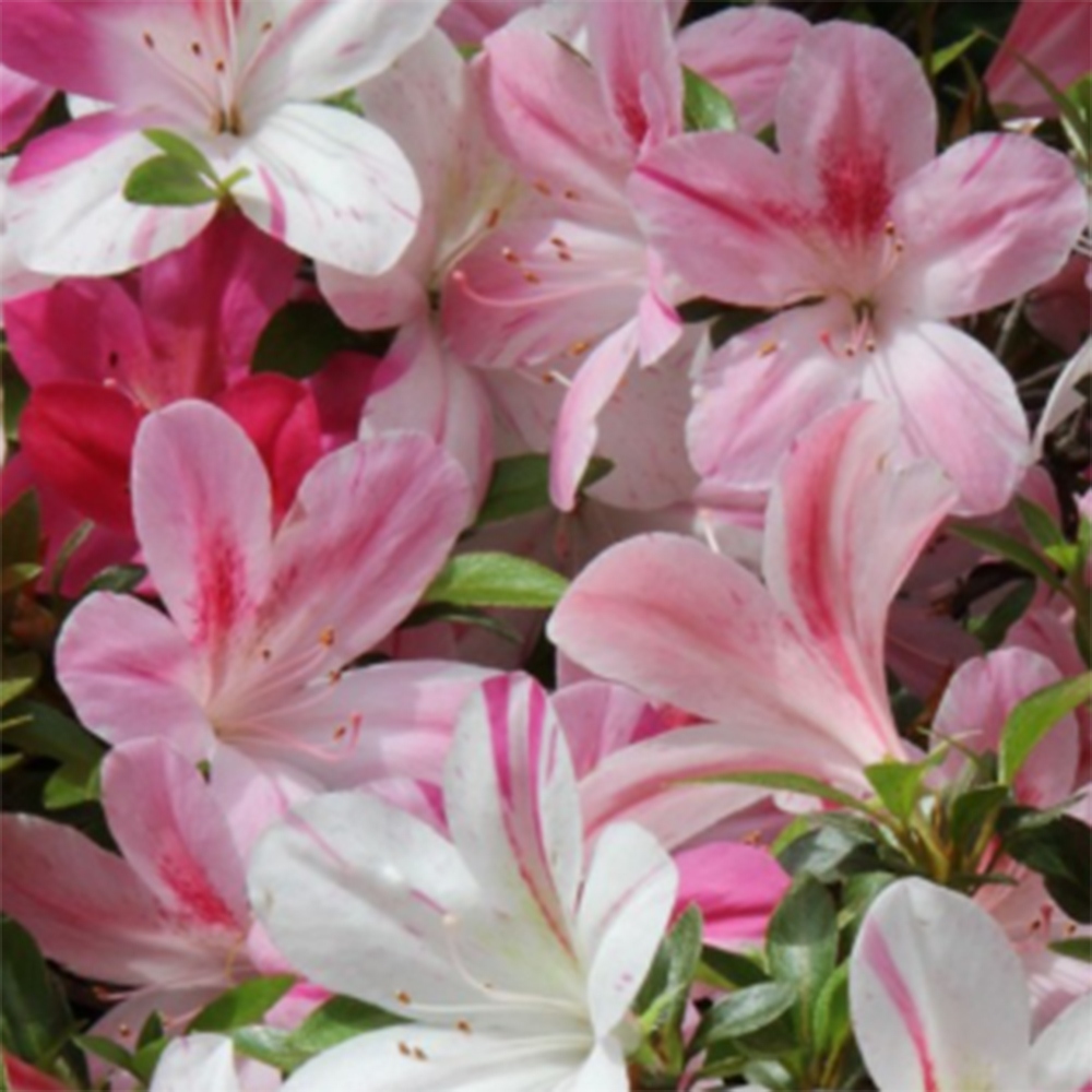 Bonsai voor buiten - Japanse Azalea - Azalea Miyabihime