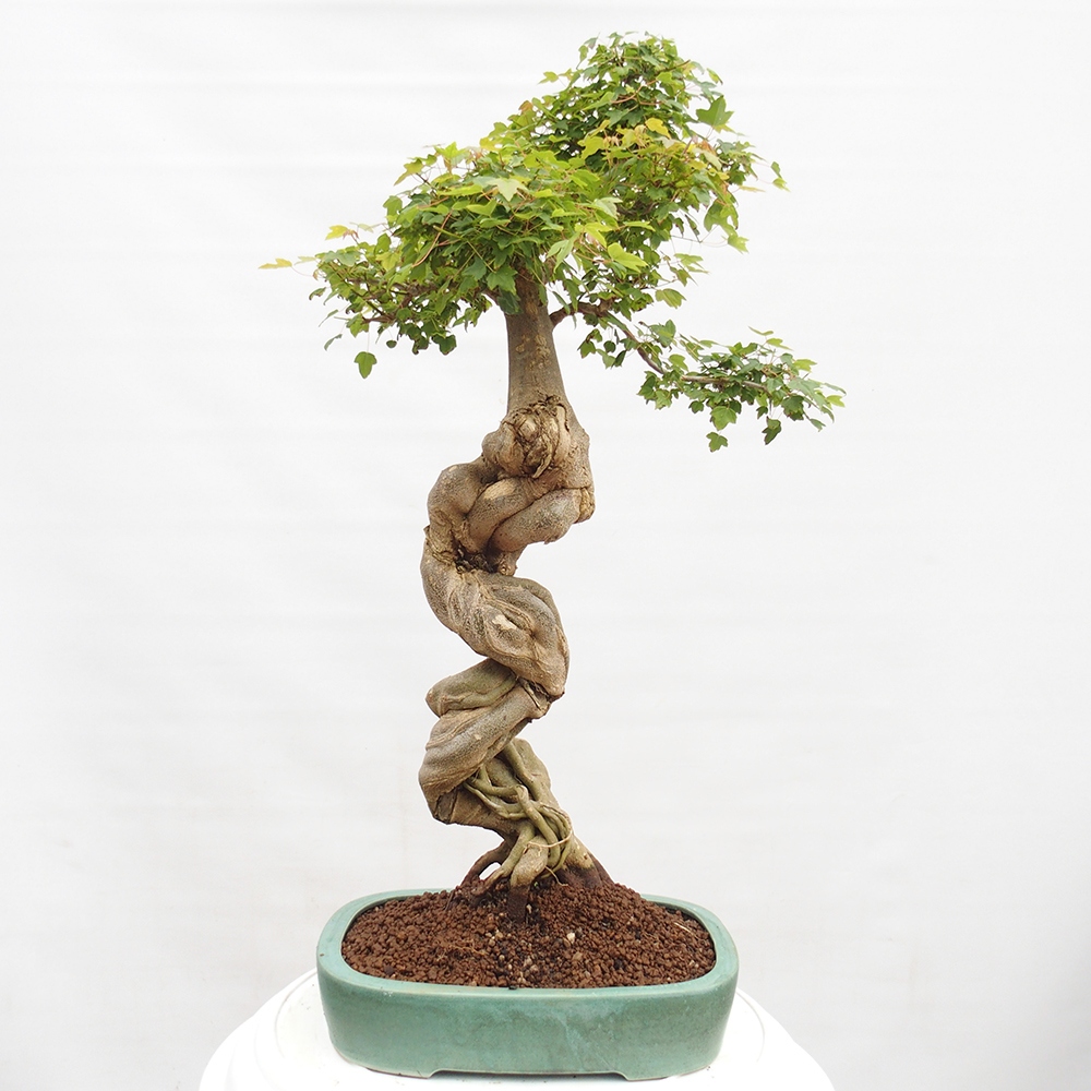 Bonsai voor buiten - Acer Buergerianum - Burgeresdoorn