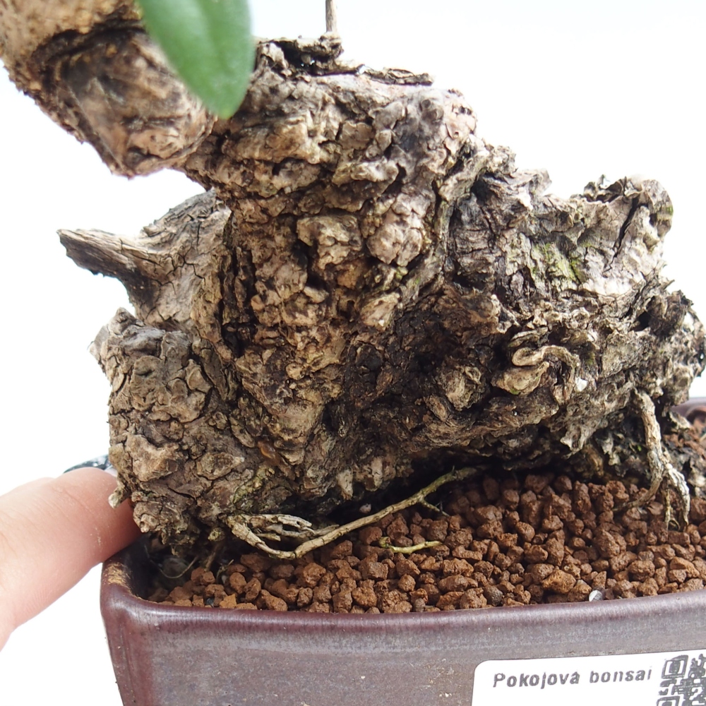 Bonsai voor binnen - Olea europaea sylvestris