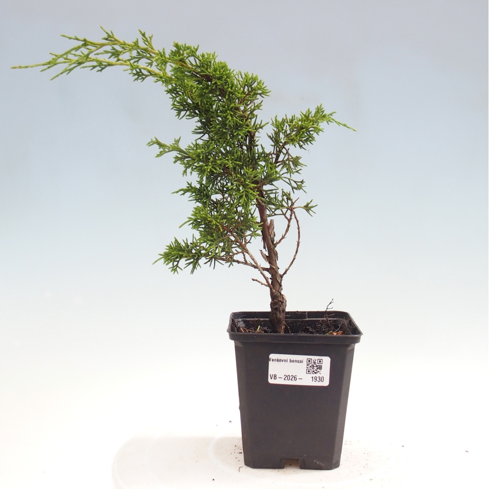 Bonsai voor buiten - Juniperus chinensis Itoigawa