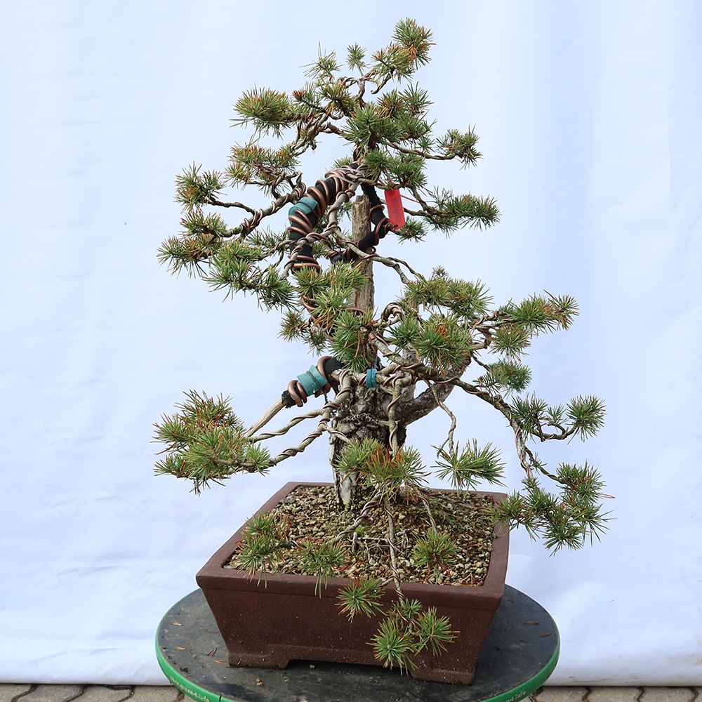 Pinus sylvestris Spanje - grove den