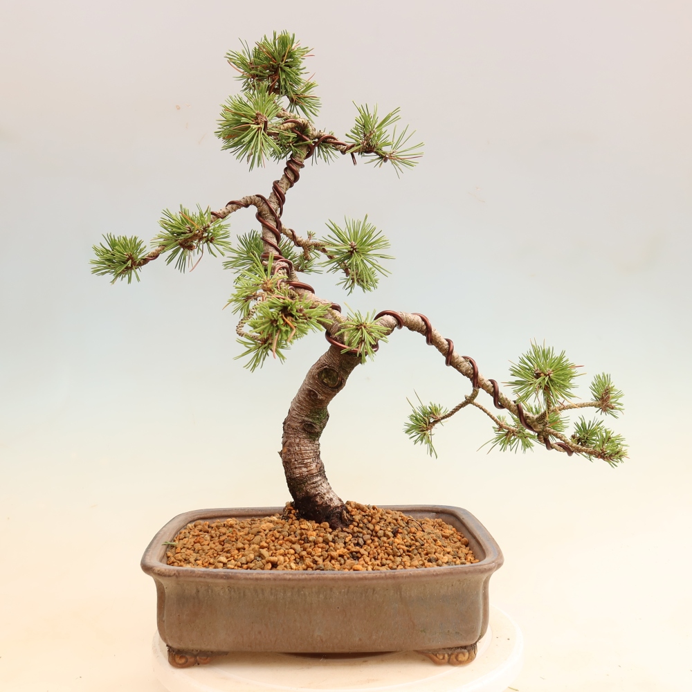 Bonsai voor buiten - Pinus mugo Humpy  - Bergden
