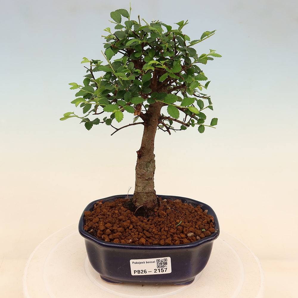 Kamerbonsai - Ulmus parvifolia - Winteriep