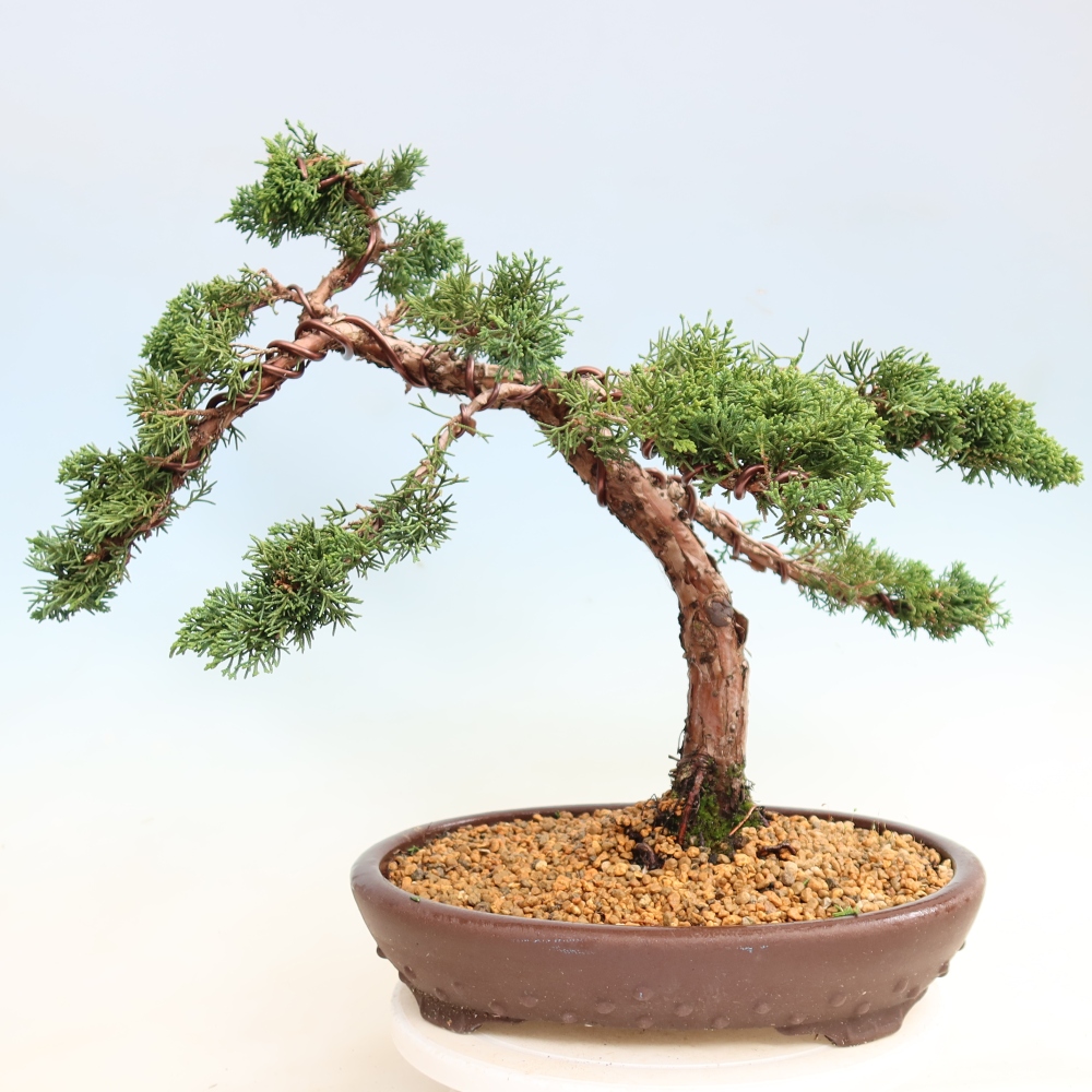 Bonsai voor buiten - Juniperus chinensis Kishu