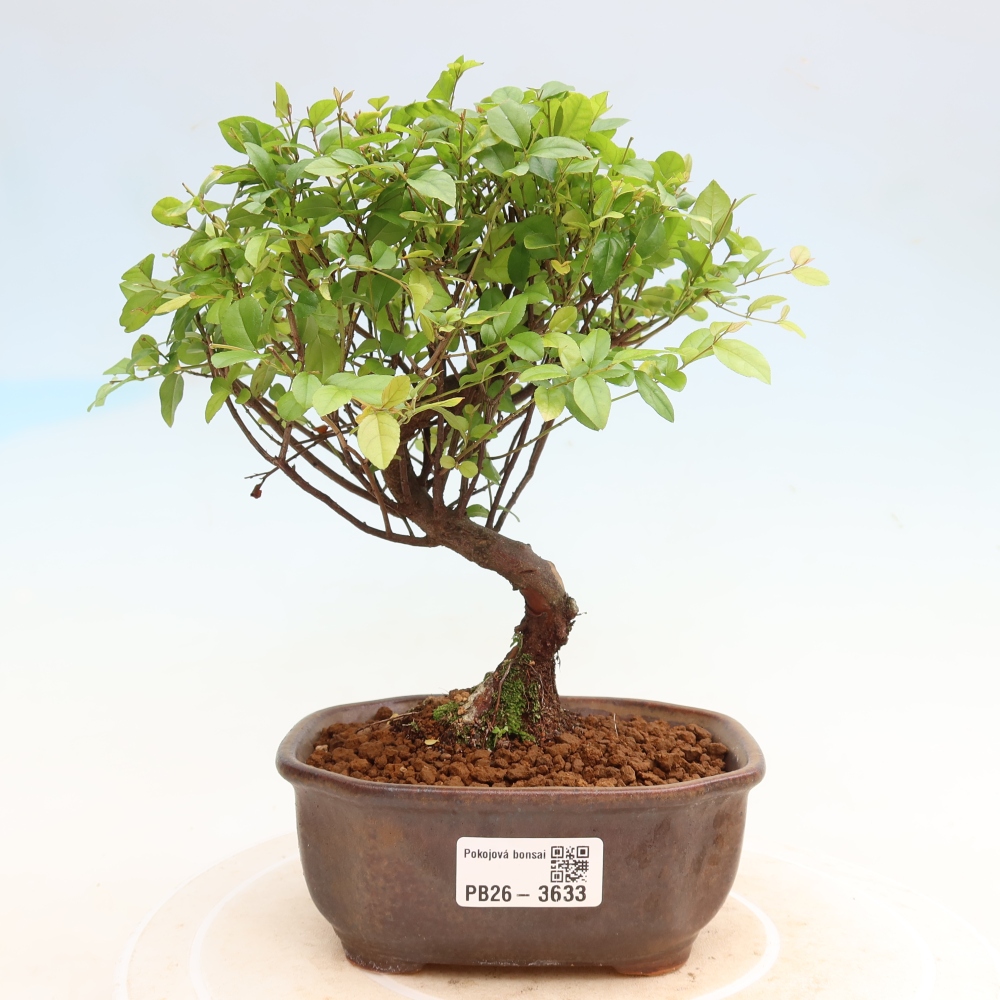 Kamerbonsai - Sageretia thea - Sageretia thea