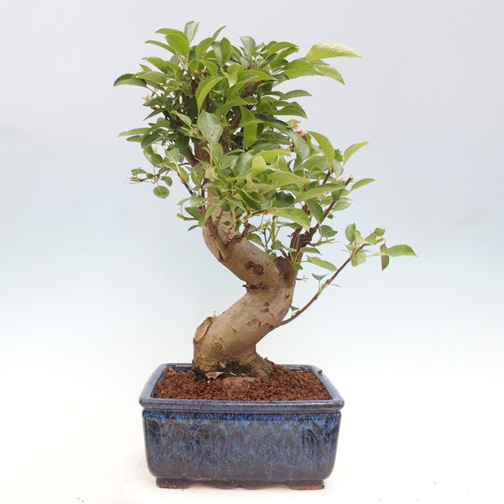 Bonsai voor buiten -Malus halliana - Appelboom met kleine vruchten