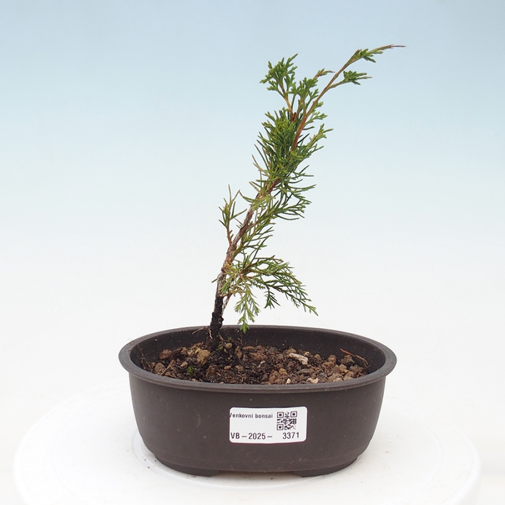 Bonsai voor buiten - Juniperus chinensis Itoigawa