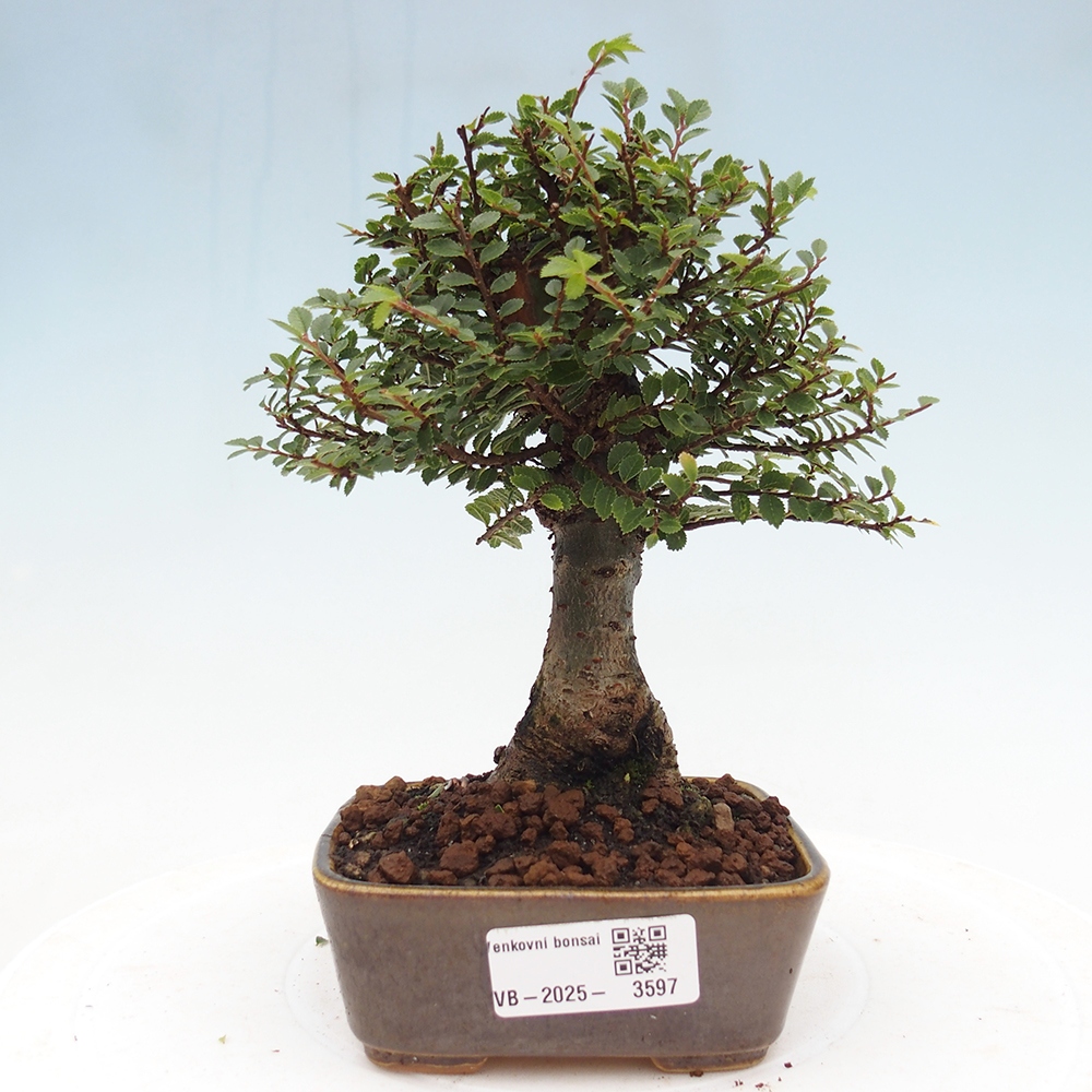 Bonsai voor buiten - Ulmus parvifolia Hokkaido - Chinese iep