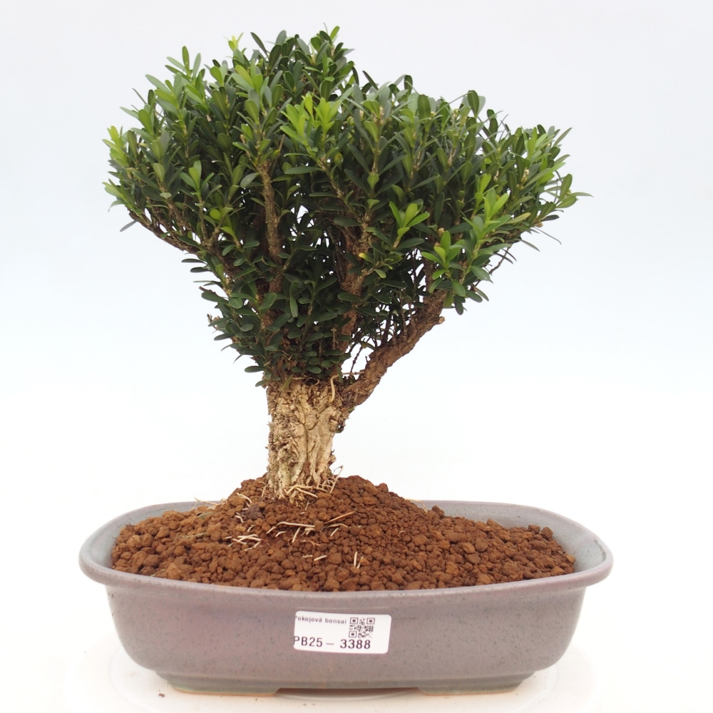 Kamerbonsai - Buxus harlandii - kurk buxus