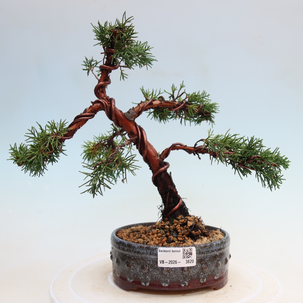 Bonsai voor buiten - Juniperus chinensis Kishu