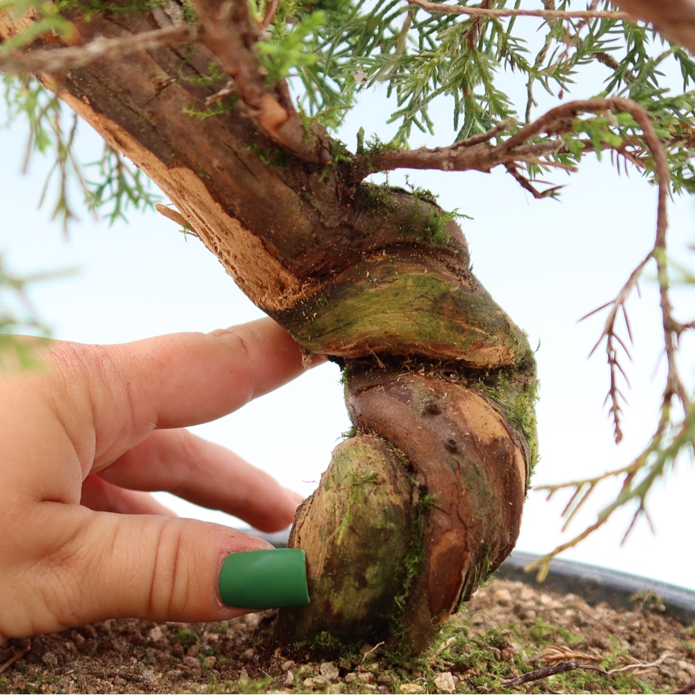Bonsai voor buiten - Juniperus chinensis Itoigawa-Juniperus chinensis