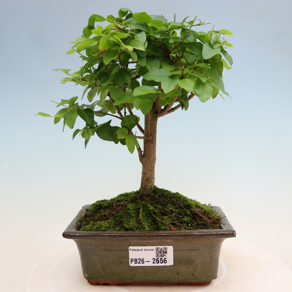 Kamerbonsai -Ligustrum chinensis - Vogelsnavel