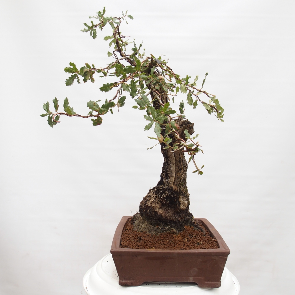 Yamadori - Quercus Ilex -Oakhulst