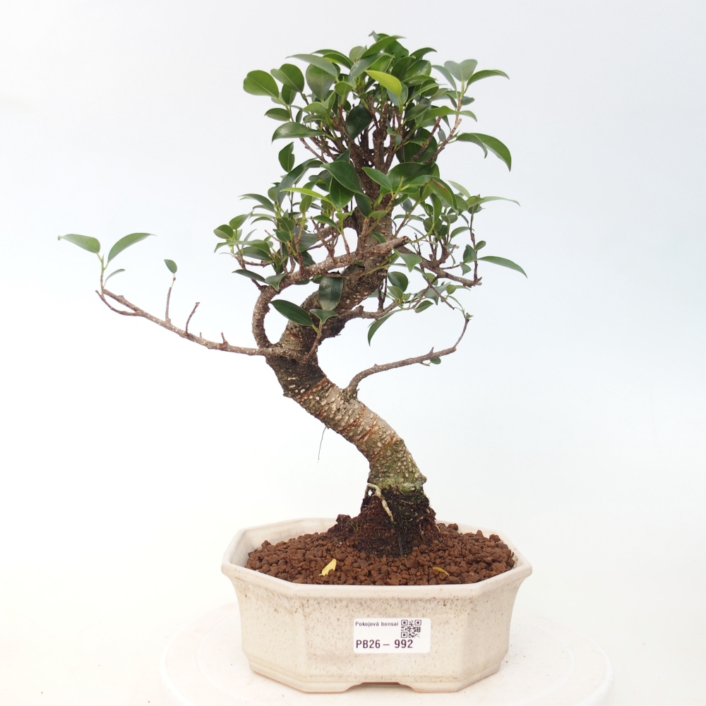 Kamerbonsai - Ficus retusa - kleinbladige ficus