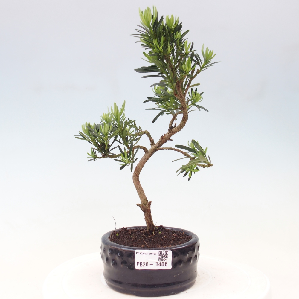 Kamerbonsai - Podocarpus - Taxus